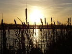 FZ024917 Narrowleaf cattail (Typha angustifolia) at sunset.jpg